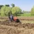 Tracteur agricole TAFE-6020